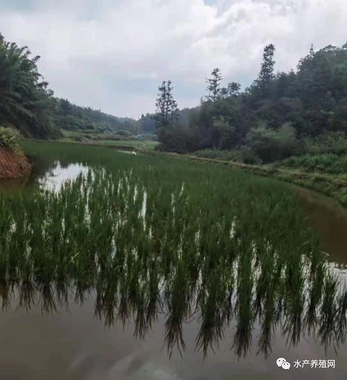 企业家回乡投资，稻田里一年能养3茬罗氏沼虾，一亩纯利润超万元