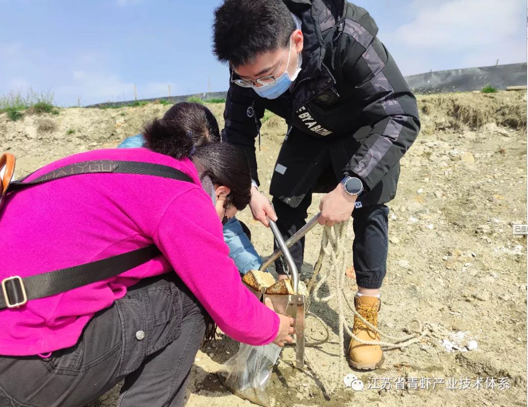 江苏省青虾体系育苗团队和江宁基地探索青虾混养新模式，促进产业高效高质发展