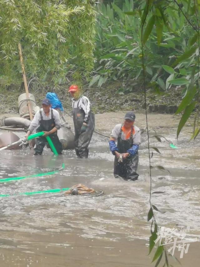 鲤鱼、鲫鱼、青虾……杭州河道开始清淤，“河底世界”大揭秘！