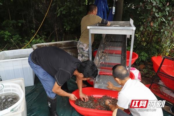 湖南益阳大通湖：小小青虾 大自然最美好的馈赠