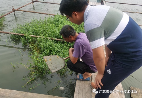 江苏省青虾体系泰州基地组织专家赴示范点开展台风过境后青虾养殖指导工作