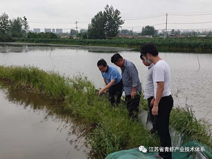 江苏省青虾体系泗阳基地近期积极开展防汛防台青虾养殖防灾减灾技术指导