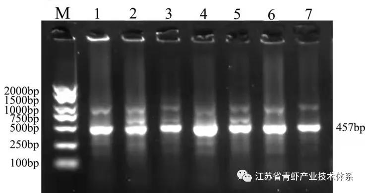 江苏省青虾体系病害防控与投入品使用创新团队赴溧阳调研青虾大量死亡原因