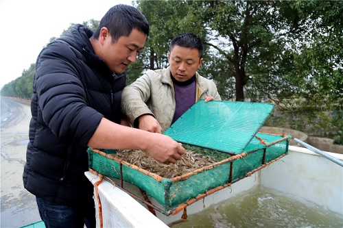 南京桠溪街道：青虾经纪人田边助增收