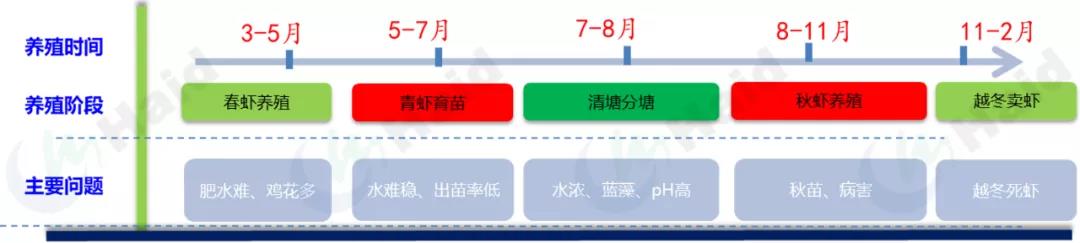 卖价100元/斤！小青虾大收益，养殖机遇怎么抓？