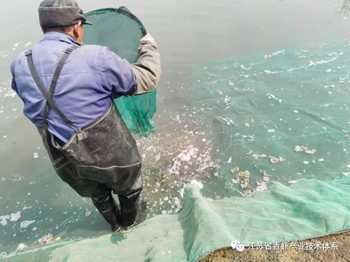 江苏省青虾体系泰州基地春季水产放苗忙，不负美丽好春光