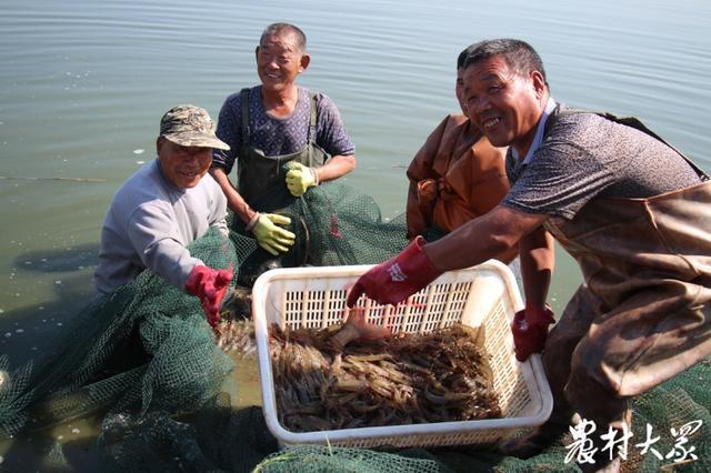 山东省滨州市博兴县乔庄镇：年产值11.7亿，“白对虾养殖第一镇”如何炼成？