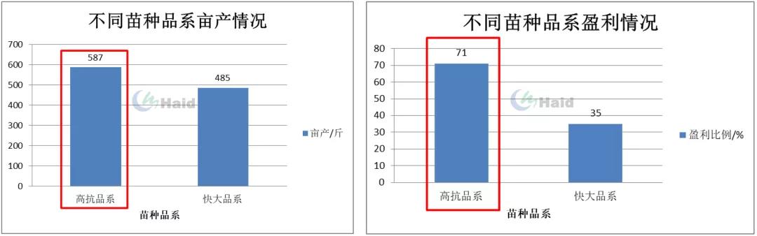 时隔3年扭亏为盈，外塘白虾养殖今年打了个“翻身仗”