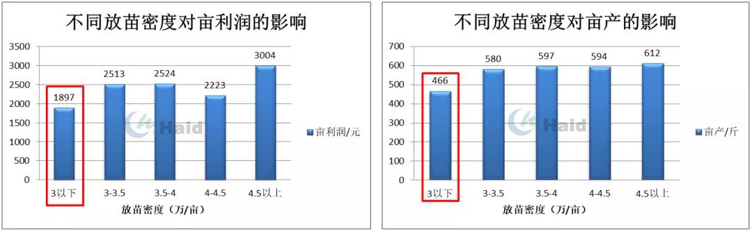 时隔3年扭亏为盈，外塘白虾养殖今年打了个“翻身仗”