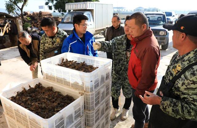 供不应求！贵港这里万亩稻虾综合种养示范基地的小龙虾上市