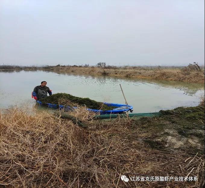 江苏省小龙虾产业技术体系南京农业大学示范基地进行水草栽植