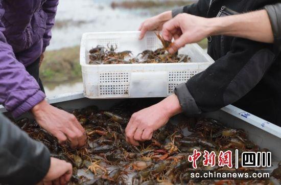 四川兴文：4.5万亩稻虾开捕