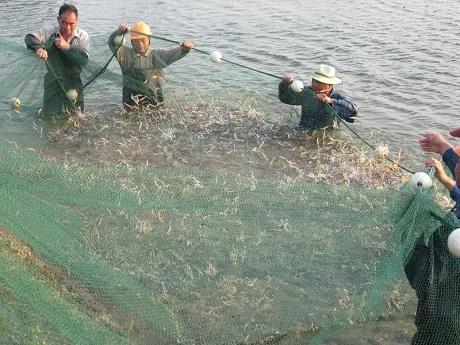 虾价观察 | 珠三角目前以小虾为主，有中大虾，就有价！