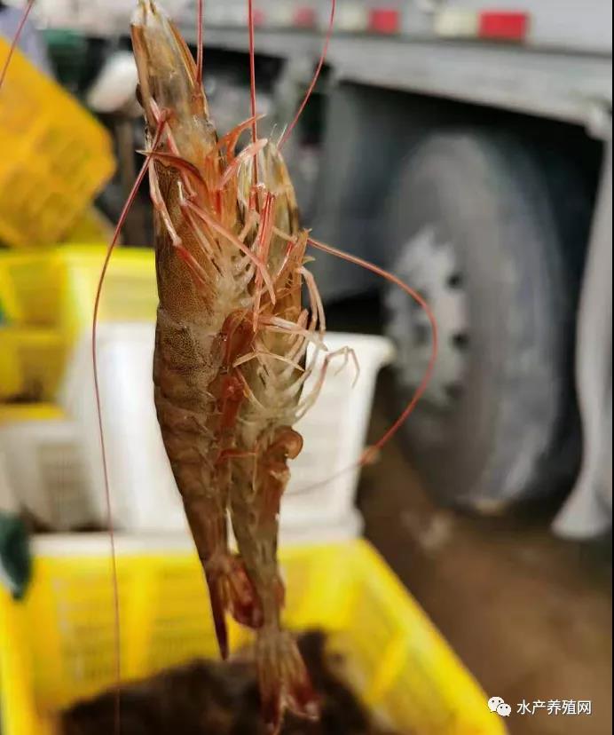 白对虾持续涨价，金刚虾一天一个价，养殖户嗨了！江浙沪疫情对市场的影响值得关注