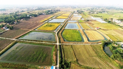 湖北省荆门市漳河新区：建好种苗繁育基地 做强“一只虾”产业