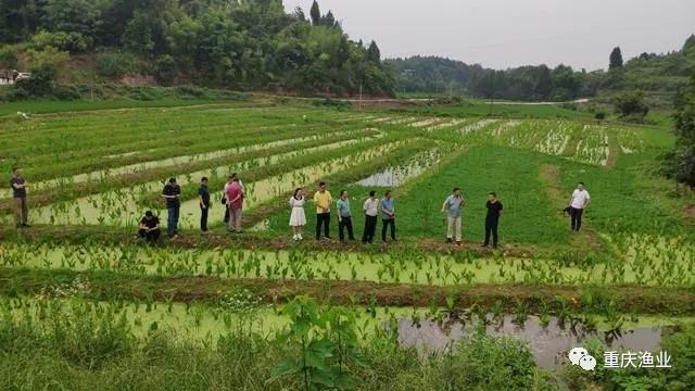 池塘生态循环技术示范展示基地建设项目通过验收