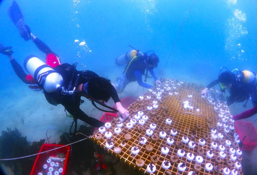 深耕碧海，牧渔未来――广东海洋牧场建设驶入“快通道”