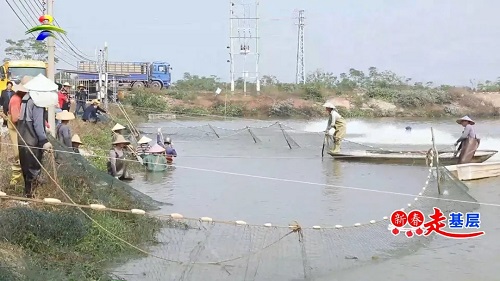 新春走基层 一位外地养殖户眼中的预制菜“吴川烤鱼”