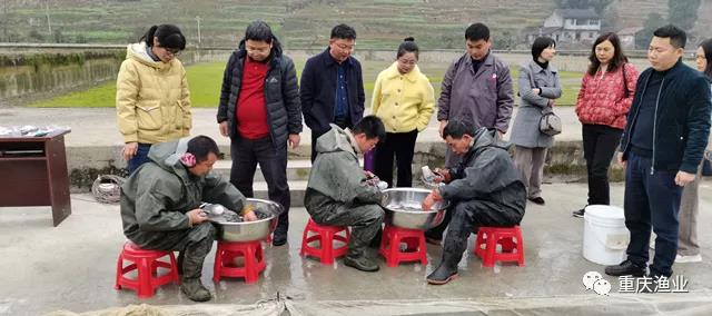 重庆丰都开展草鱼人工免疫注射试验示范