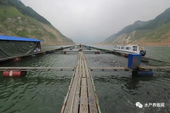 发霉料导致大量死鱼？养鱼户损失百万元，却被告上法院，问题出在哪？