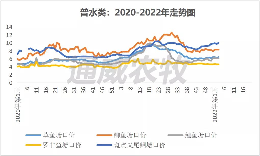 养殖户惜售or不敢卖鱼？利润不够？四川叉尾价格高涨1.5元/斤！