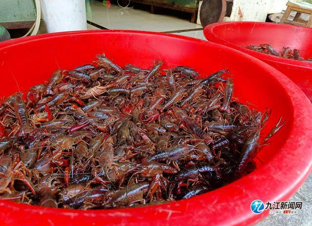 又到“龙虾季”，来看看九江市场上的龙虾行情