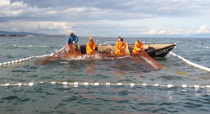 俄罗斯野生三文鱼配额大幅削减，总产量不及30万吨