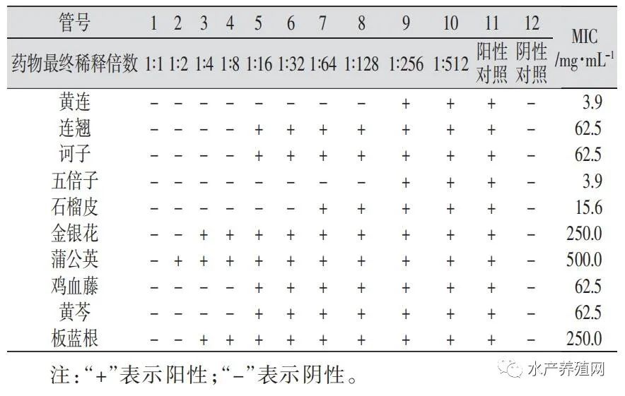 滥用抗生素危害无穷，无抗养殖任重道远！如何让中药承担替抗重任?