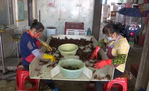 稻田虾大量上市 小龙虾价格更亲民