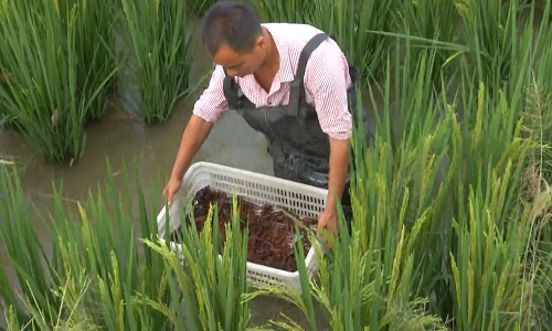 稻田虾大量上市 小龙虾价格更亲民