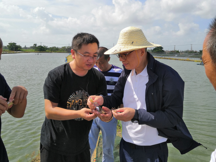 浙江省淡水水产研究所顾志敏所长一行赴嘉善县开展罗氏沼虾健康养殖“三服务”活动