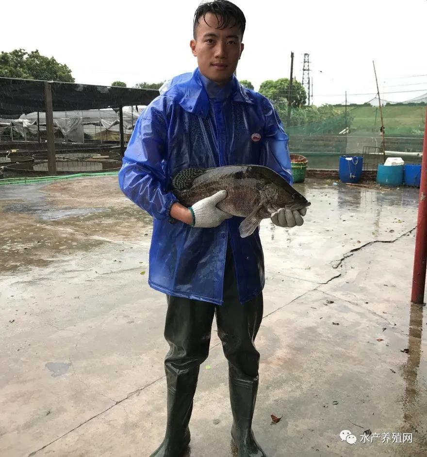 涨势喜人！鳜鱼加州鲈用涨价迎接6月！毁约赔订金的养殖户这次赌对了！