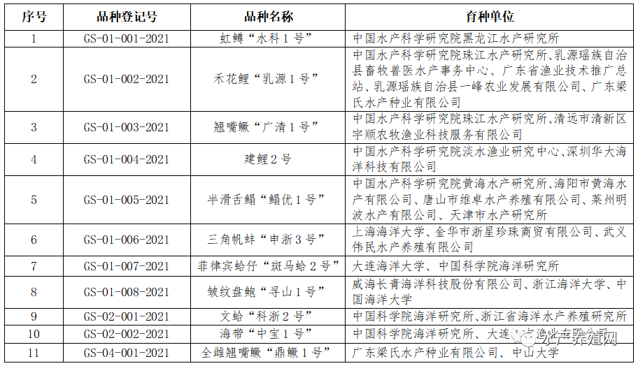 全雌翘嘴鳜“鼎鳜一号”成活率达8成以上！规格均匀，不到5个月就能错峰上市！