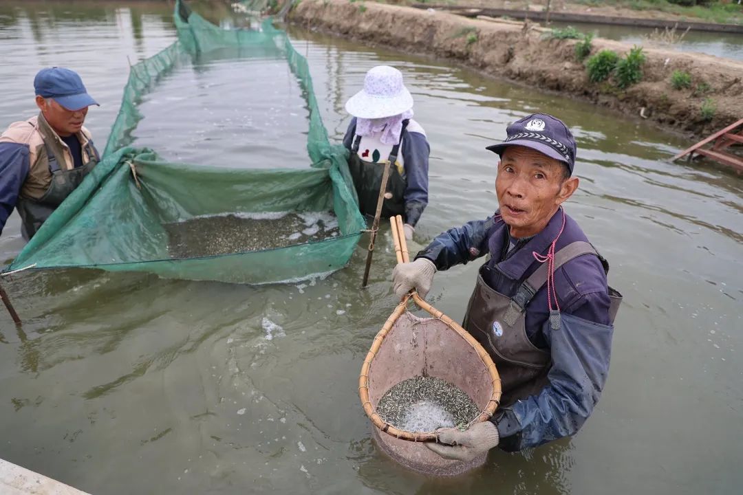 小鱼苗大产业，这个江苏小镇400农户靠“漂鱼花” 走上了致富之路