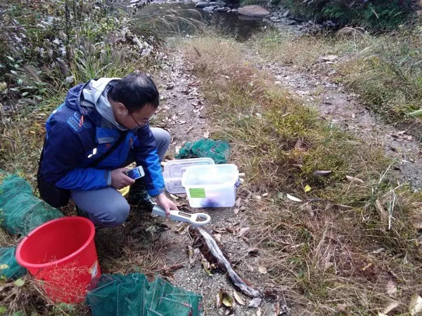 江西省水产科学研究所专家到铜鼓开展大鲵增殖放流效果调查