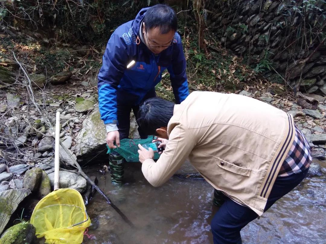 江西省水产科学研究所专家到铜鼓开展大鲵增殖放流效果调查