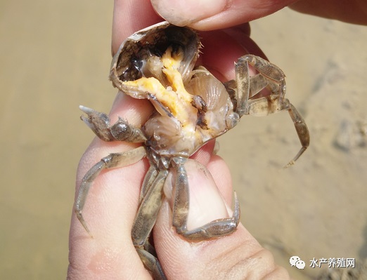 水瘪子又要来了？5月份江苏地区河蟹养殖户要注意这些病害的防控