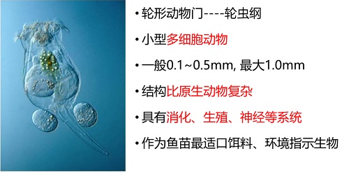 水产养殖中轮虫为什么成为四大家鱼的开口饵料您真的了解吗？