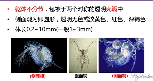 水产养殖中轮虫为什么成为四大家鱼的开口饵料您真的了解吗？