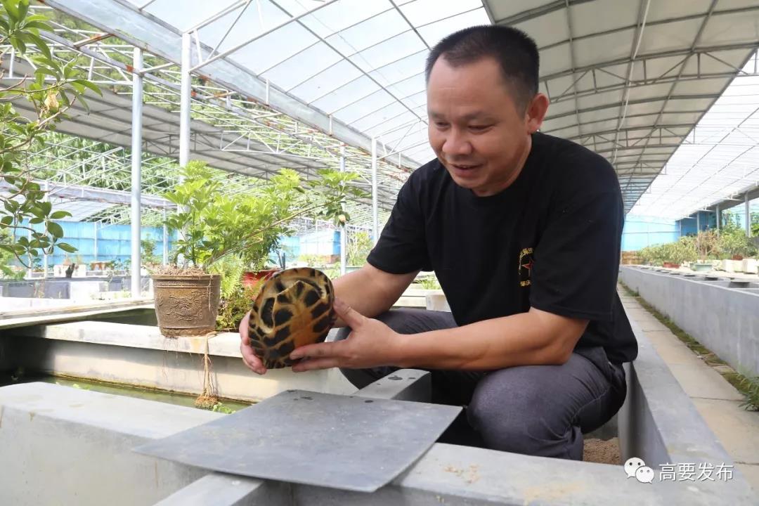 广东省肇庆市高要禄步镇：有位退伍军人回乡养鳖，带动村民致富！