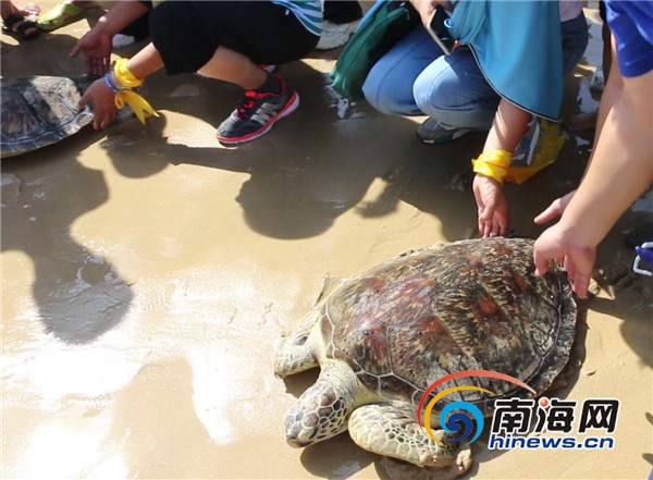 第五届南海海龟保护放归行动在文昌举办 10只海龟回归大海