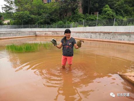 湖南省衡阳市祁东县粮市镇茶塘村：发展甲鱼养殖 壮大集体经济