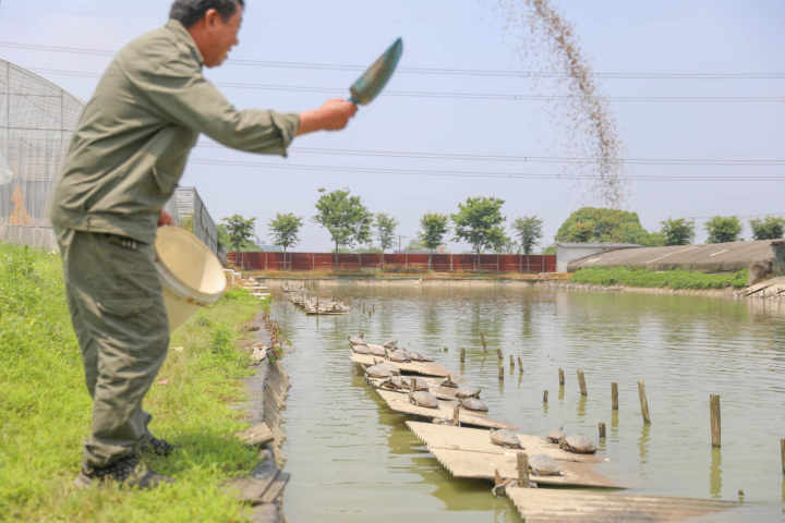 浙江湖州南浔千金镇乌龟等特色水产养殖擦亮对外新名片