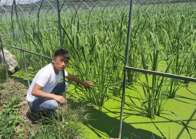 一举三得！常山这个农场试点“茭鳖共养”“茭鸭共育”