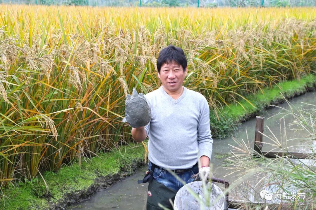 共富排头兵｜甲鱼养在稻田里，价格高3倍！