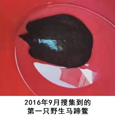 珍稀马蹄鳖是怎样被发现的？