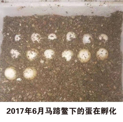 珍稀马蹄鳖是怎样被发现的？