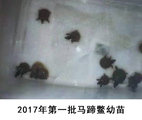 珍稀马蹄鳖是怎样被发现的？