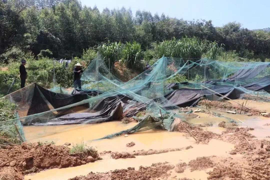 福建漳州诏安：对牛蛙养殖场开展清理整治行动