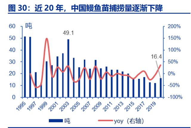 水产养殖行业之天马科技研究报告：鳗鲡产业链盈利预计大幅提升